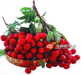 警惕“冰水”荔枝貓膩，選購新鮮水果需擦亮眼