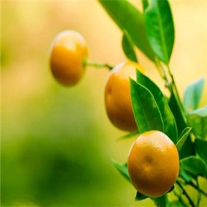 南北鮮果加盟可靠嗎？一份全面的新鮮水果零售加盟指南